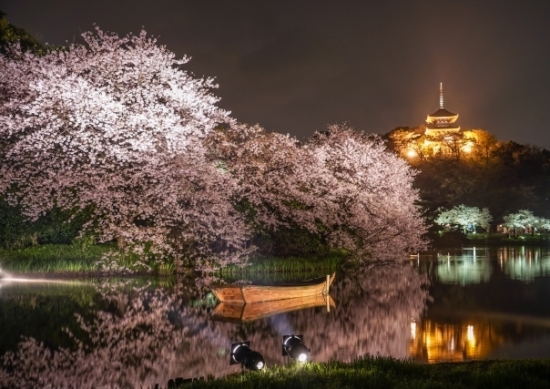 三溪園　夜桜