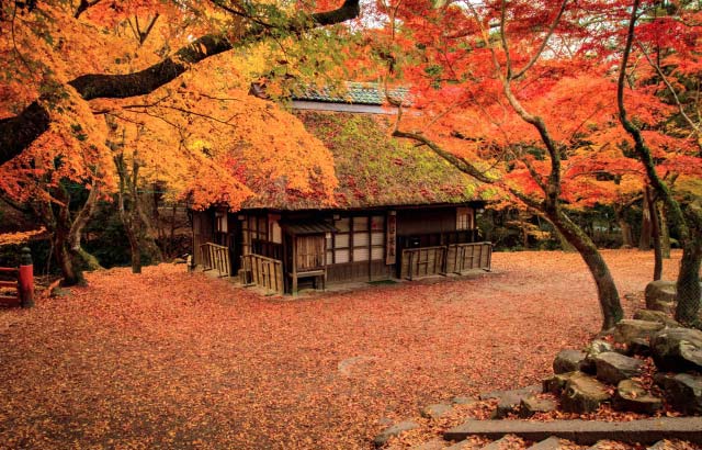 奈良公園の紅葉