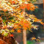 紅葉