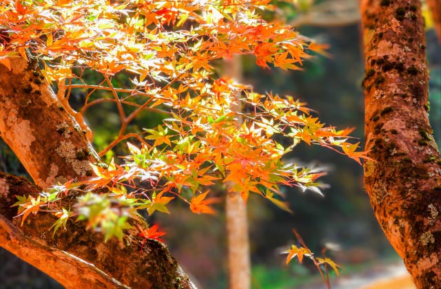 紅葉