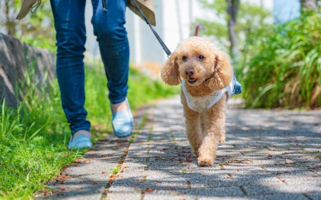 犬の散歩